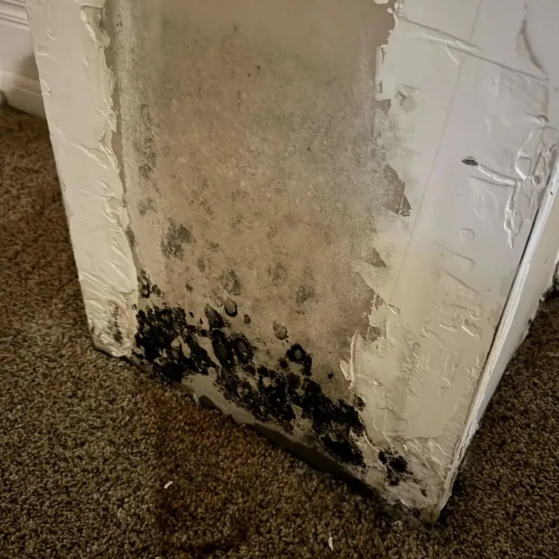 Professional Mold Removal in Mesa, AZ